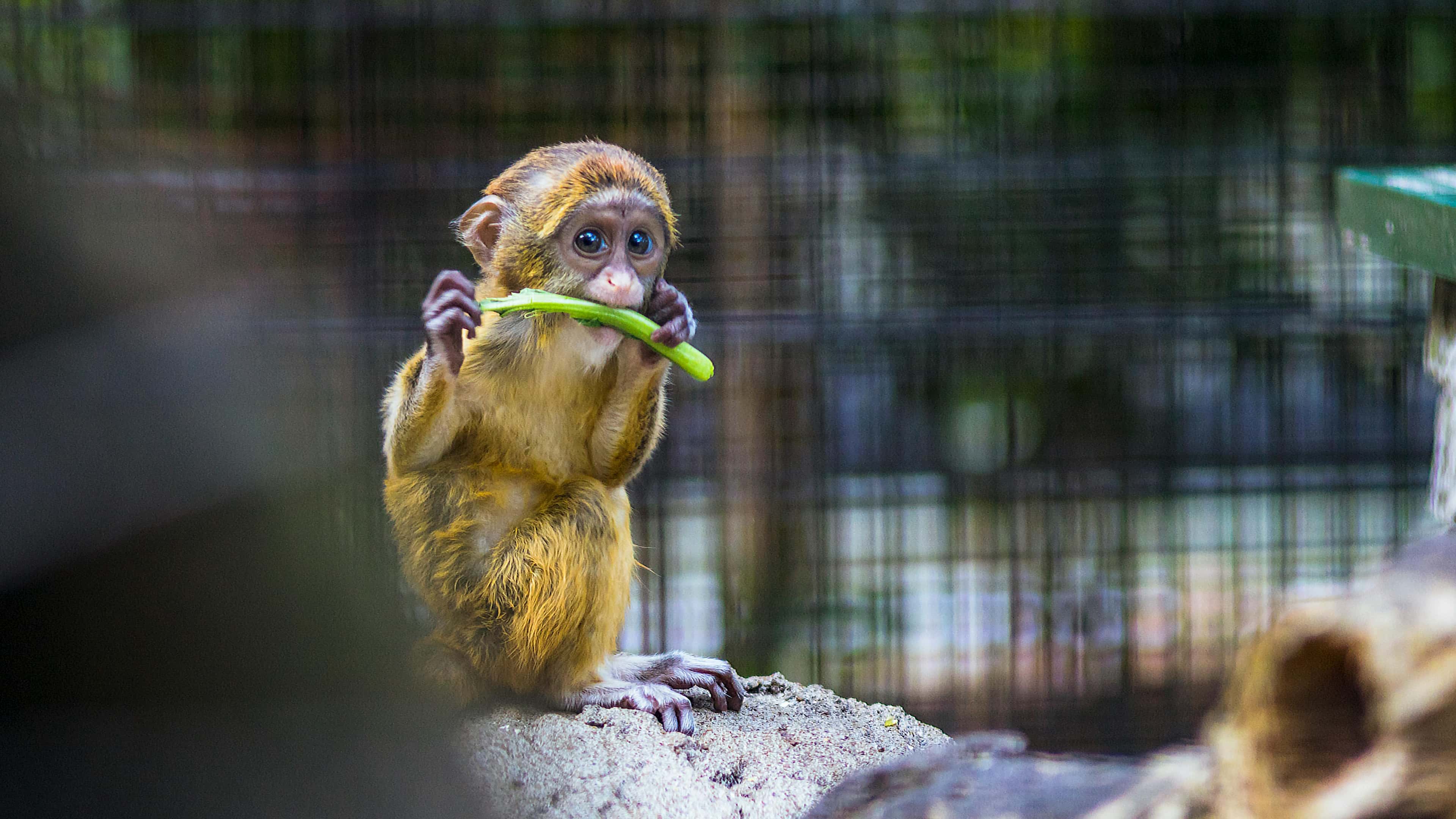 Monkey baby eats plants with relish.