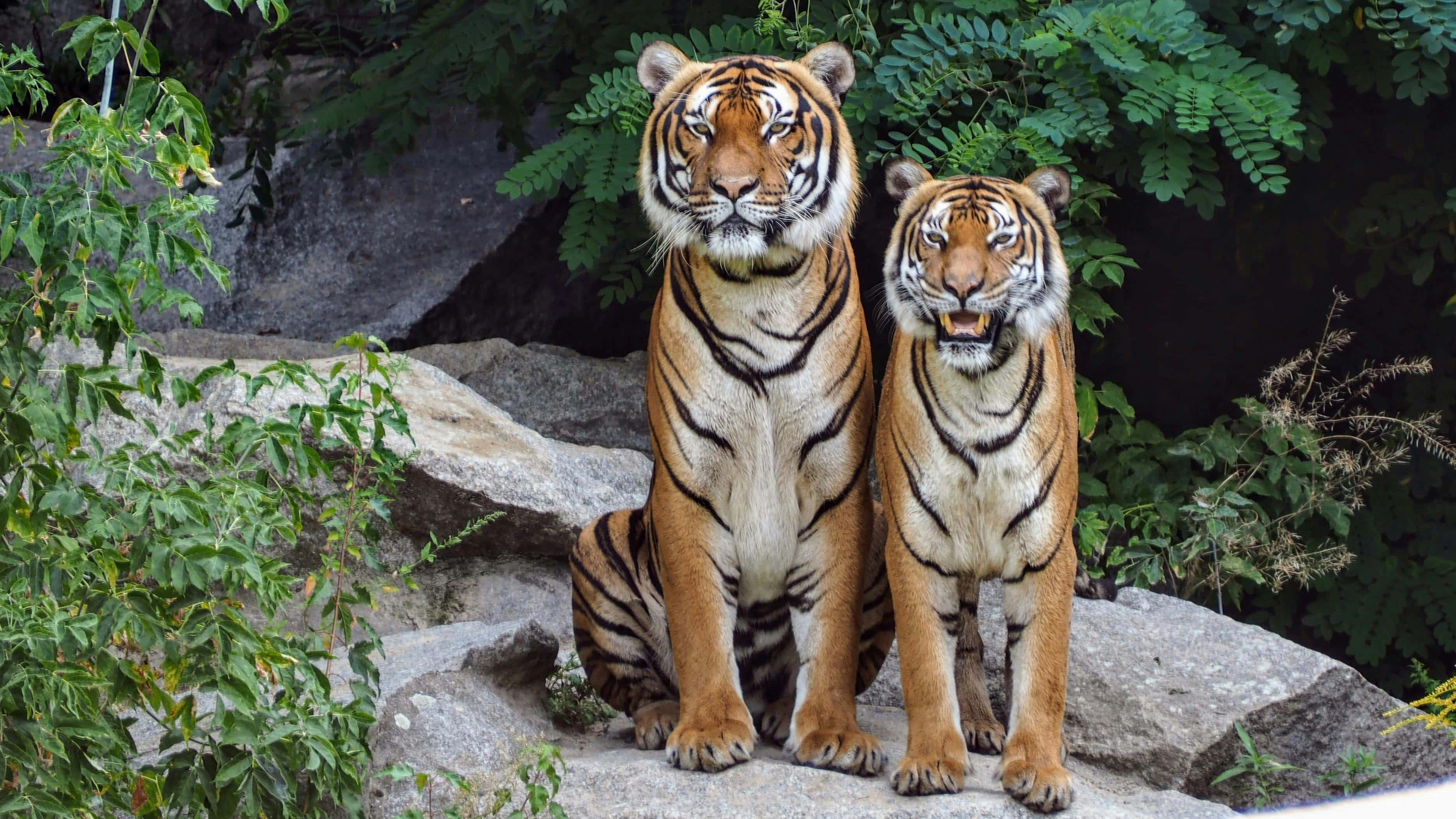 Two tigers stand next to each other on rocks with green leaves in the background.