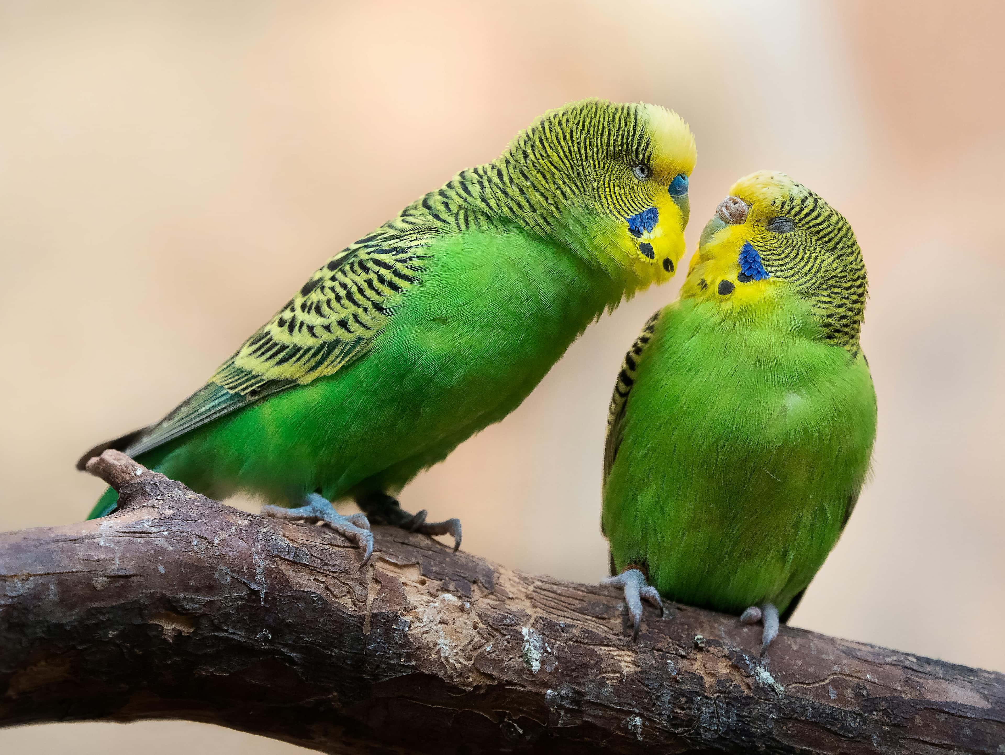 Two green budgerigars facing each other on a branch and appearing to communicate.