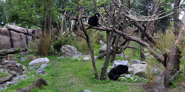Two spectacled bears in a natural enclosure with trees and rocks.