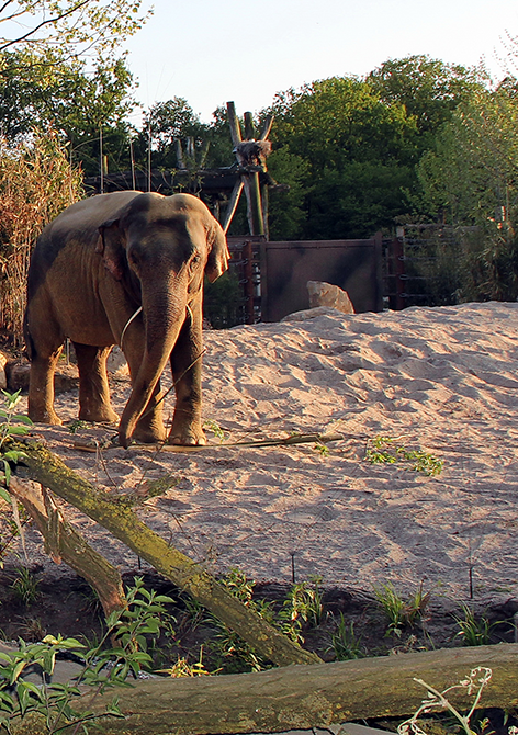 A single elephant stands on sandy ground within an enclosure with natural vegetation in the background.