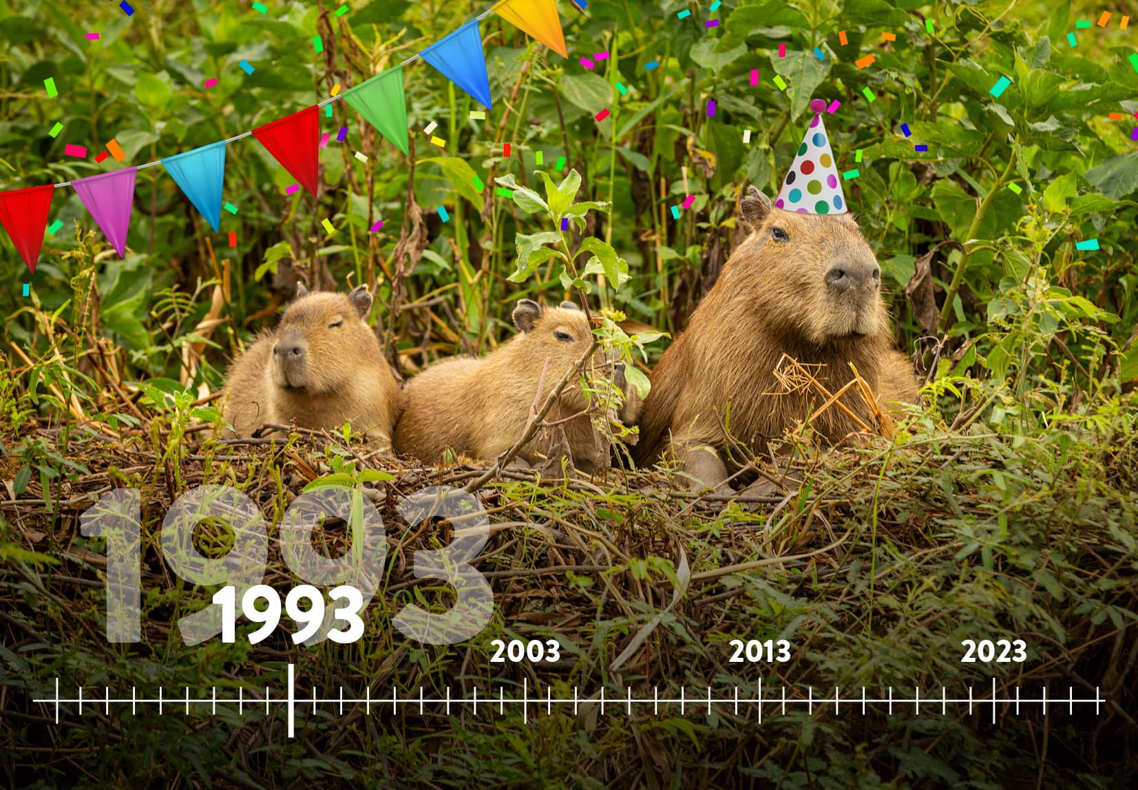 A timeline from 1993 to the future with several Capybaras in the background.