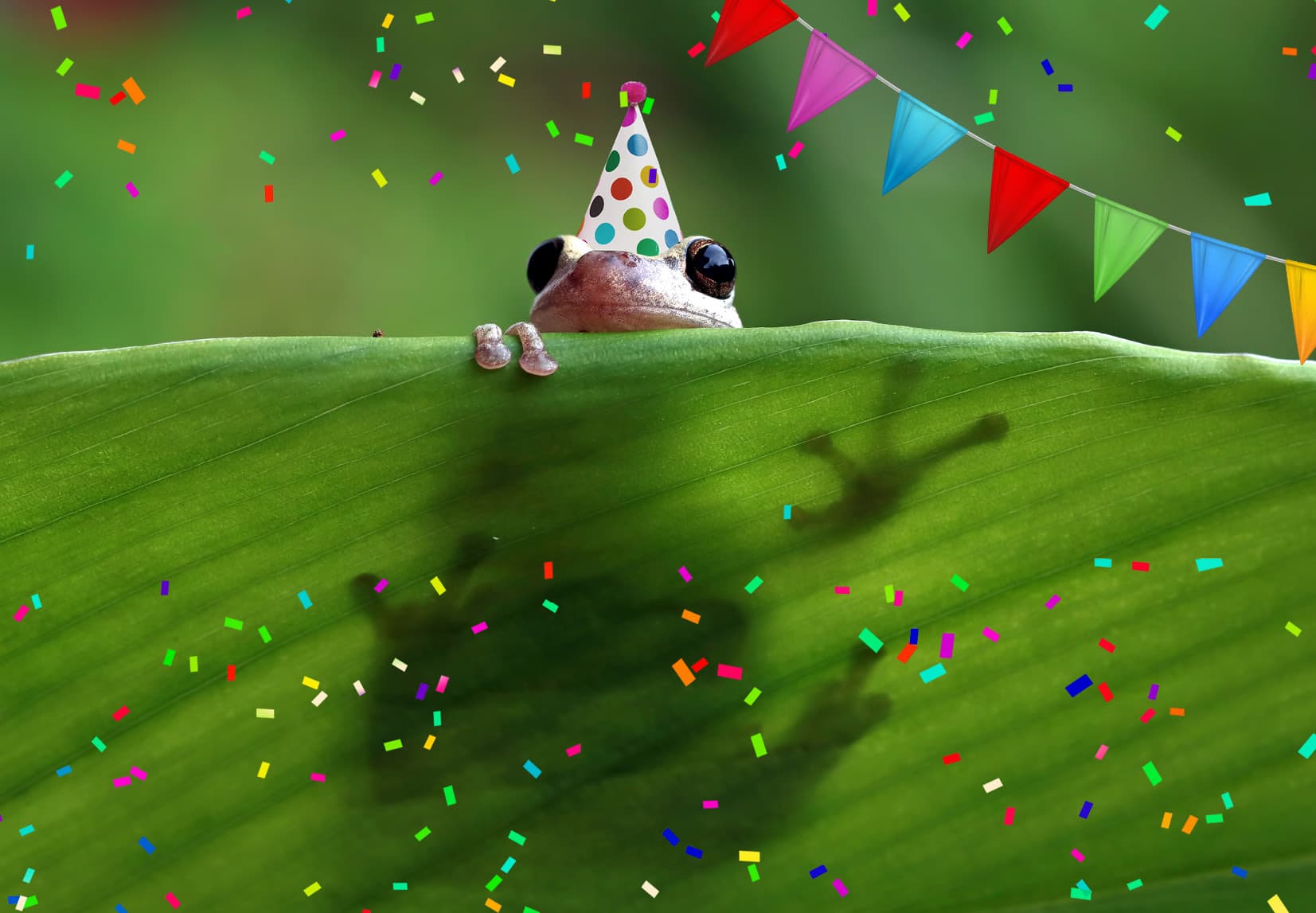 A small frog with a party hat looks over a plant.