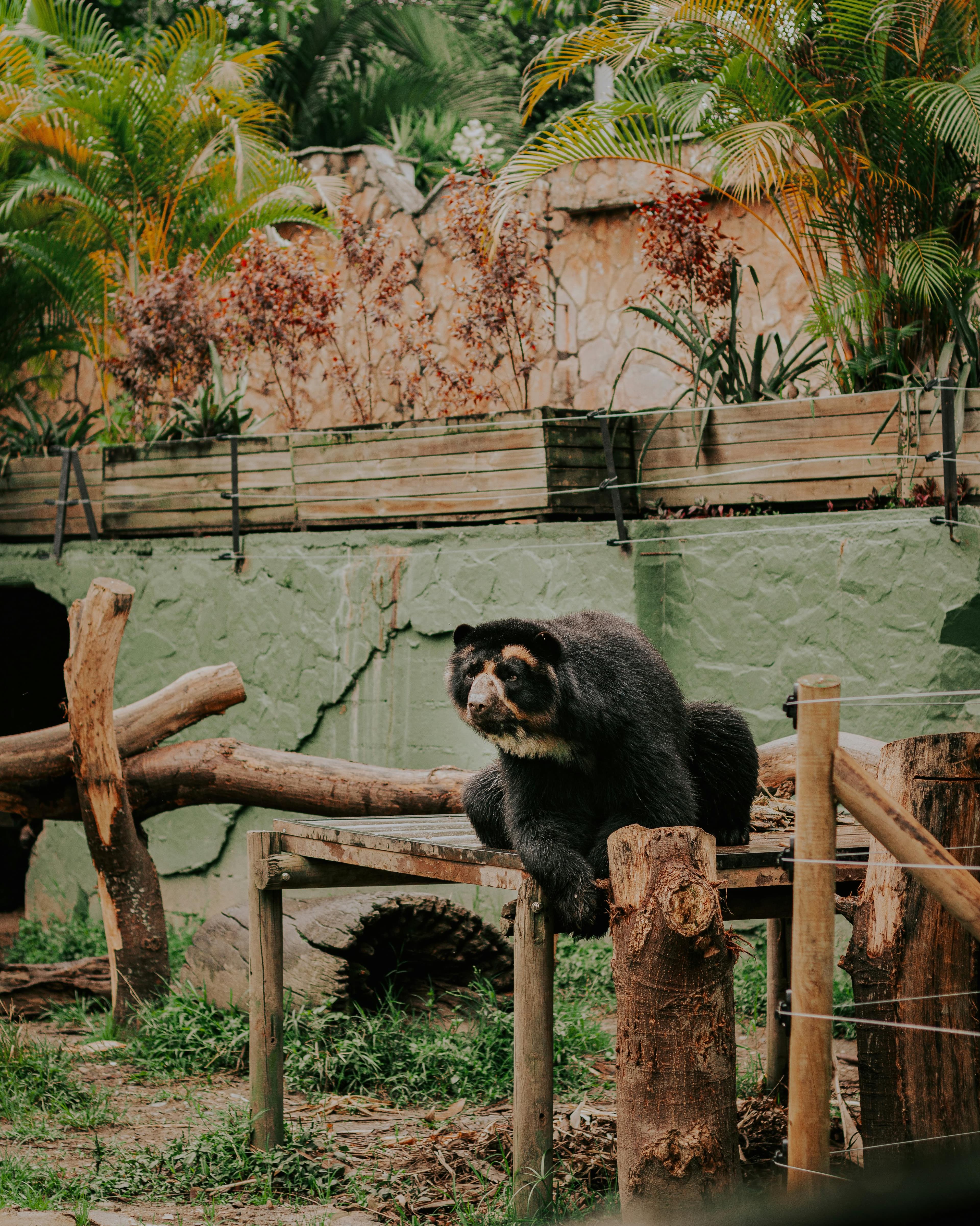 A spectacled bear sits on wooden logs in a green enclosure with lush vegetation in the background.