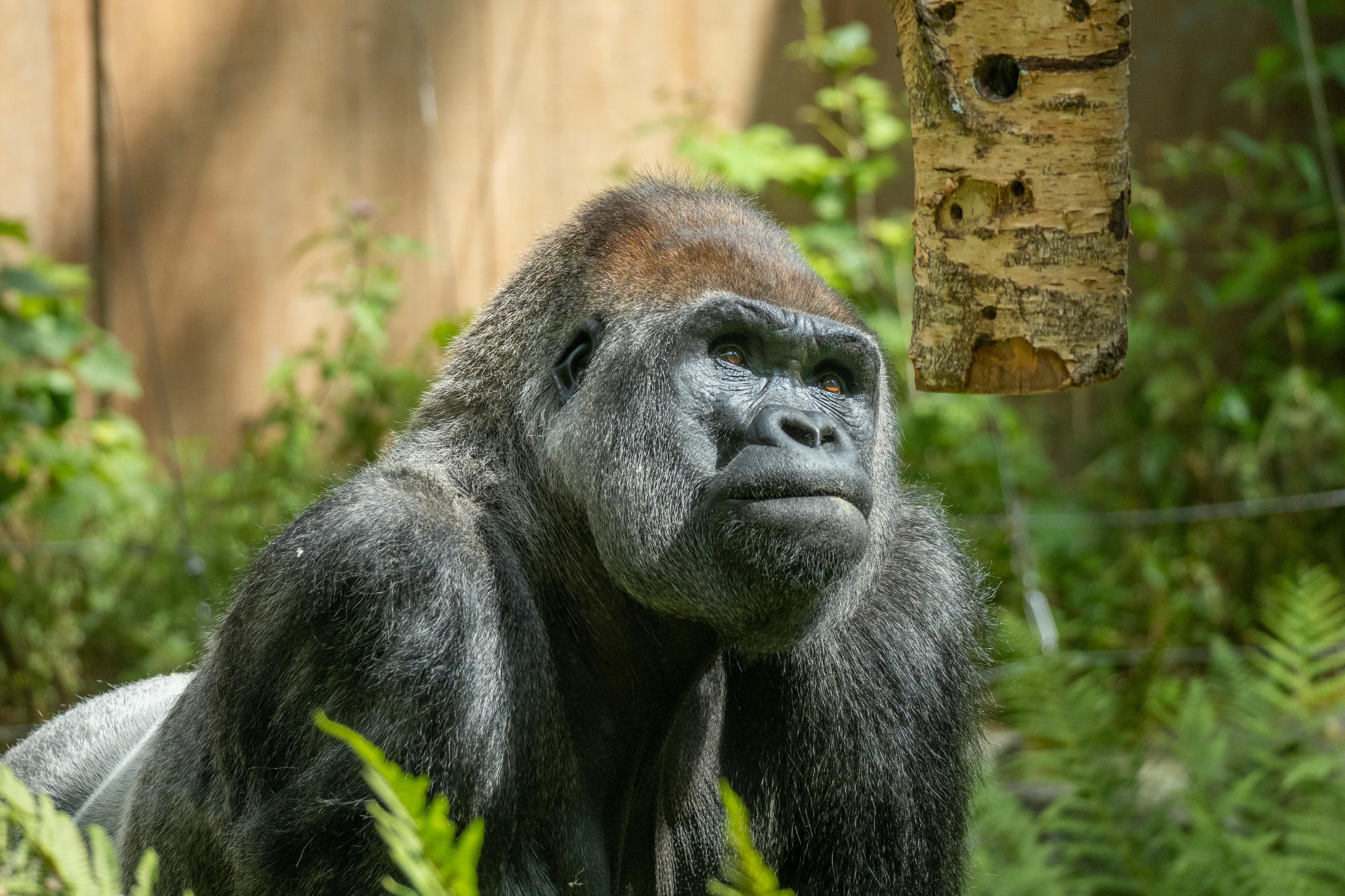 A pensive gorilla gazes into the distance, surrounded by lush greenery.