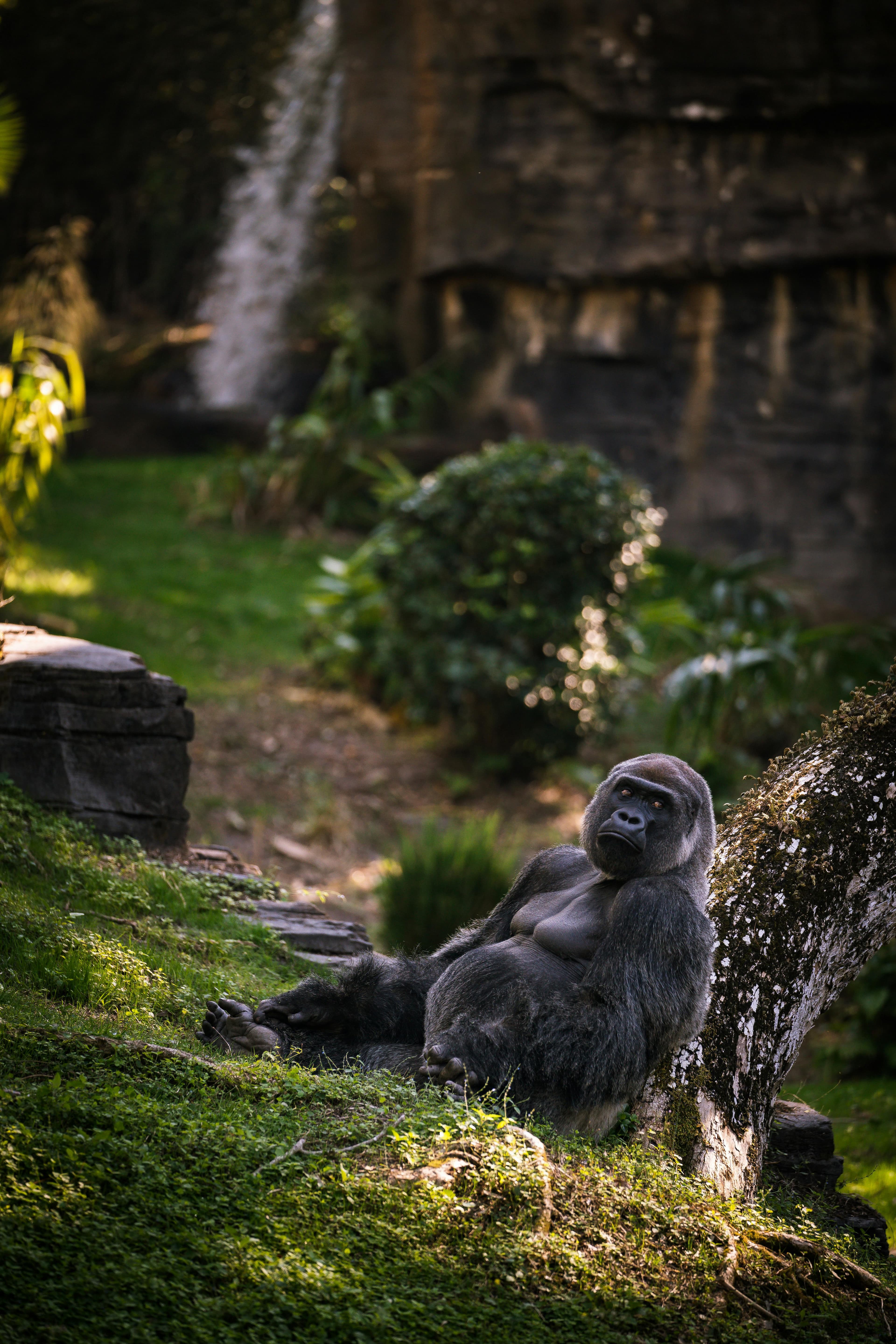 A gorilla leans relaxed against a tree trunk in its enclosure with a lush, green and rocky landscape in the background.