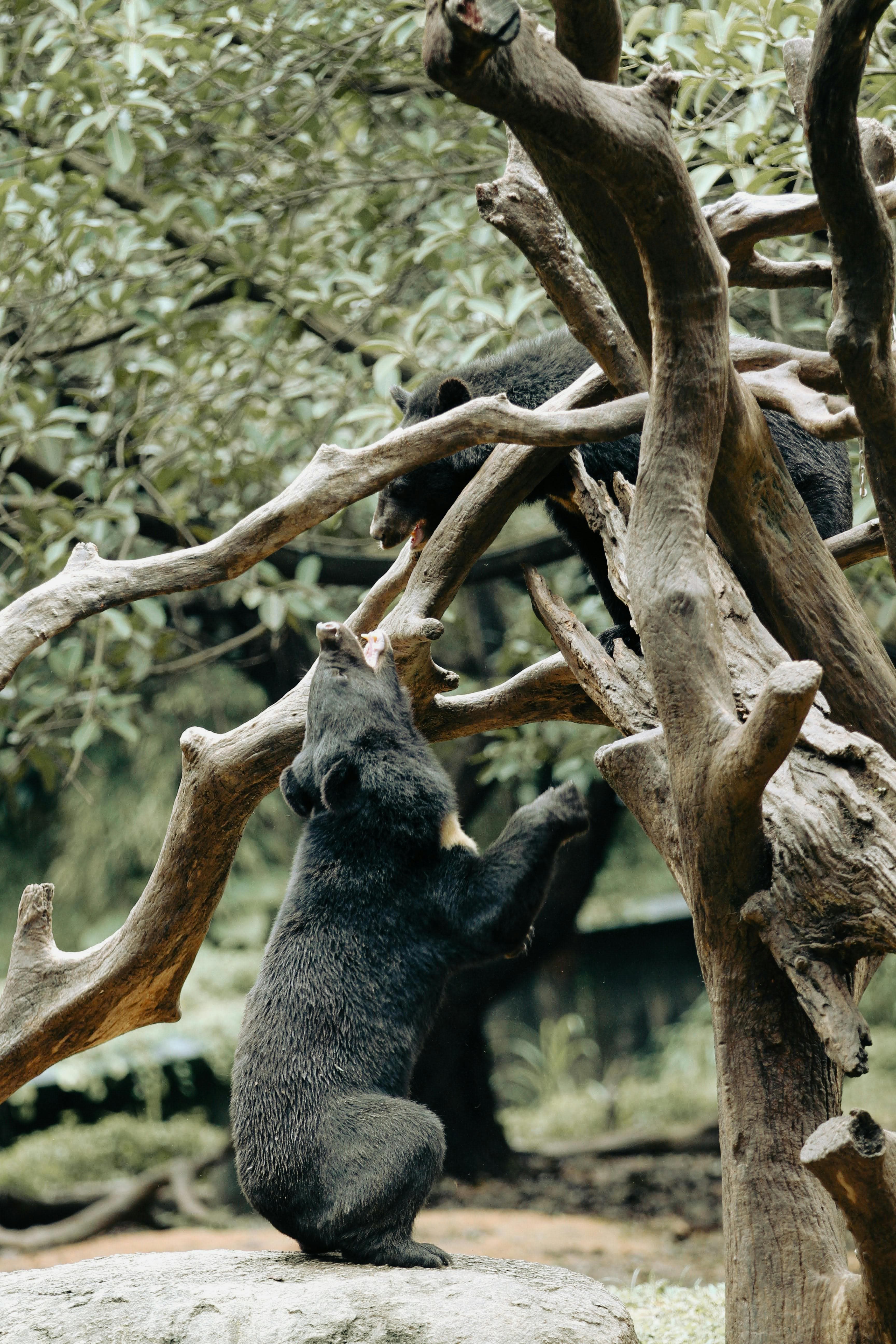 A spectacled bear climbs on a gnarled tree trunk in its enclosure.