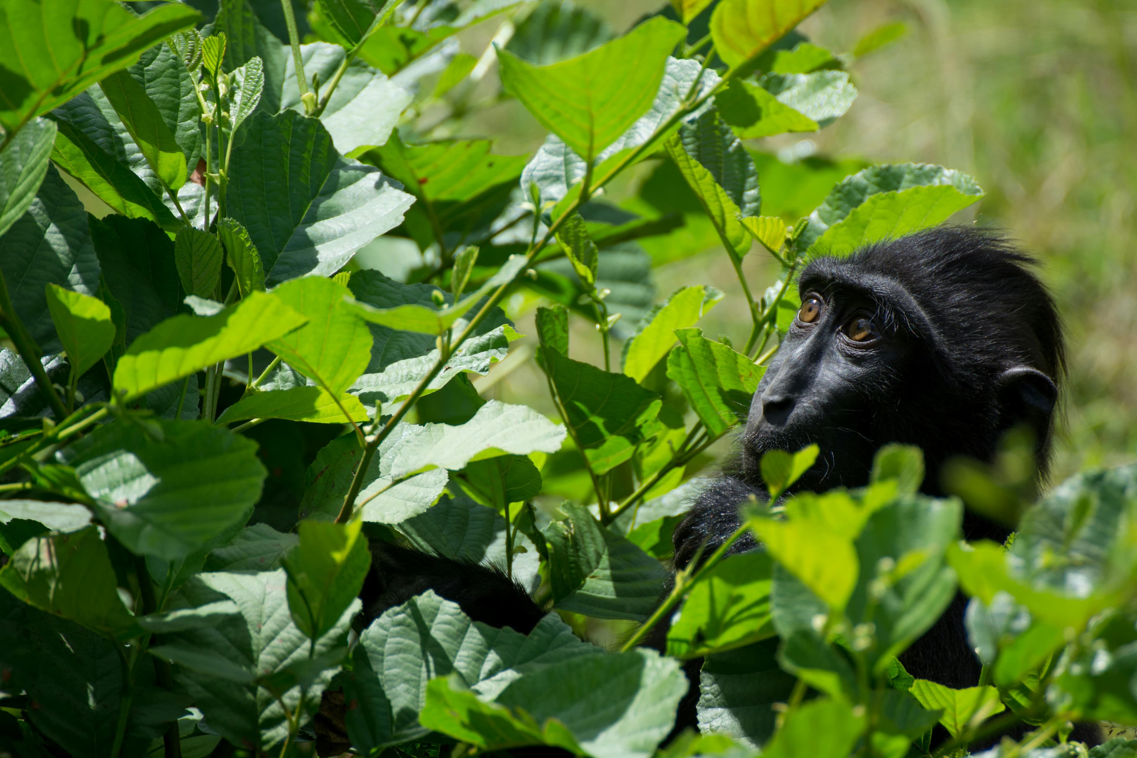 A young gorilla hides curiously behind green leaves.