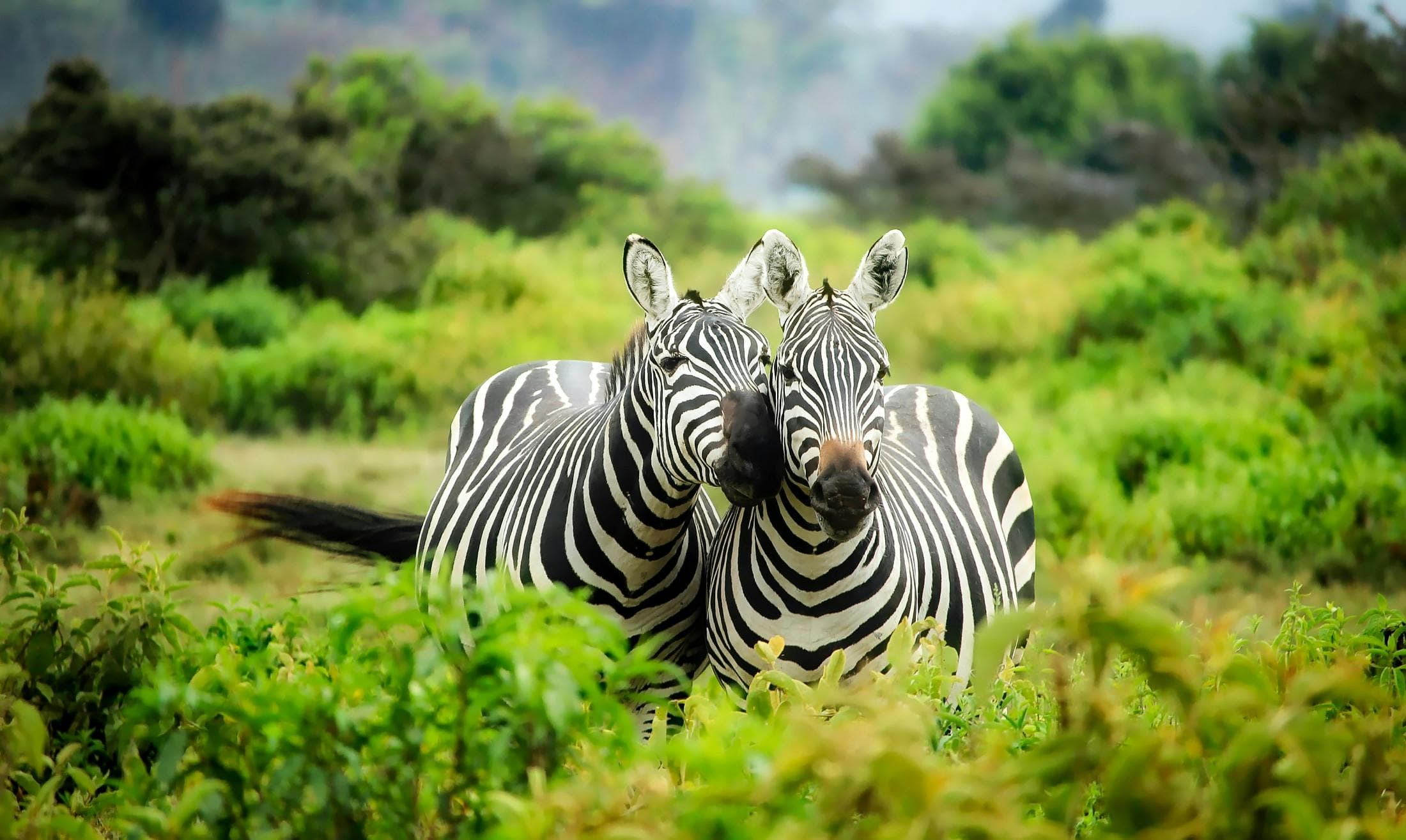 Two zebras in the green.