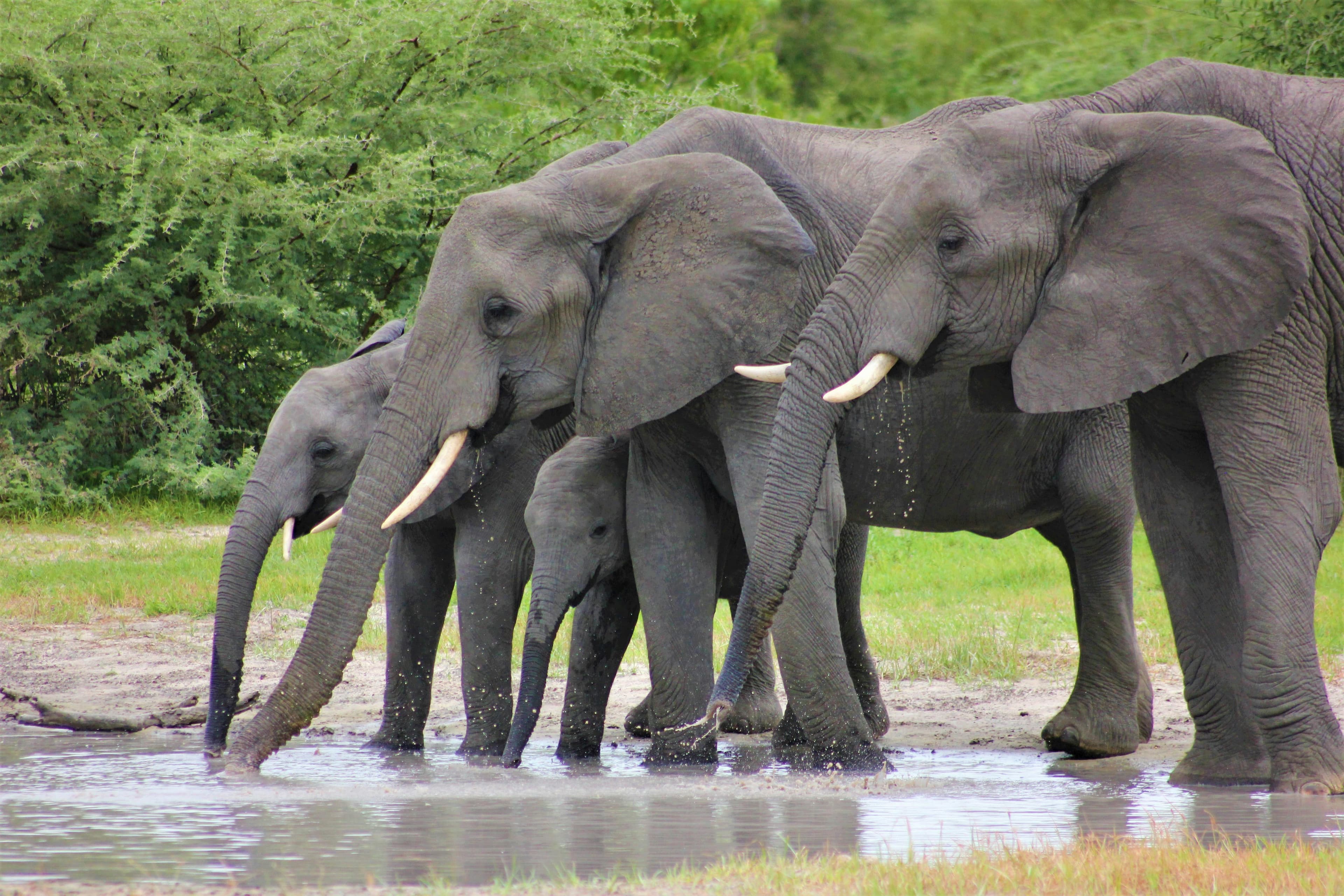A herd of elephants wades through a waterhole surrounded by green vegetation.