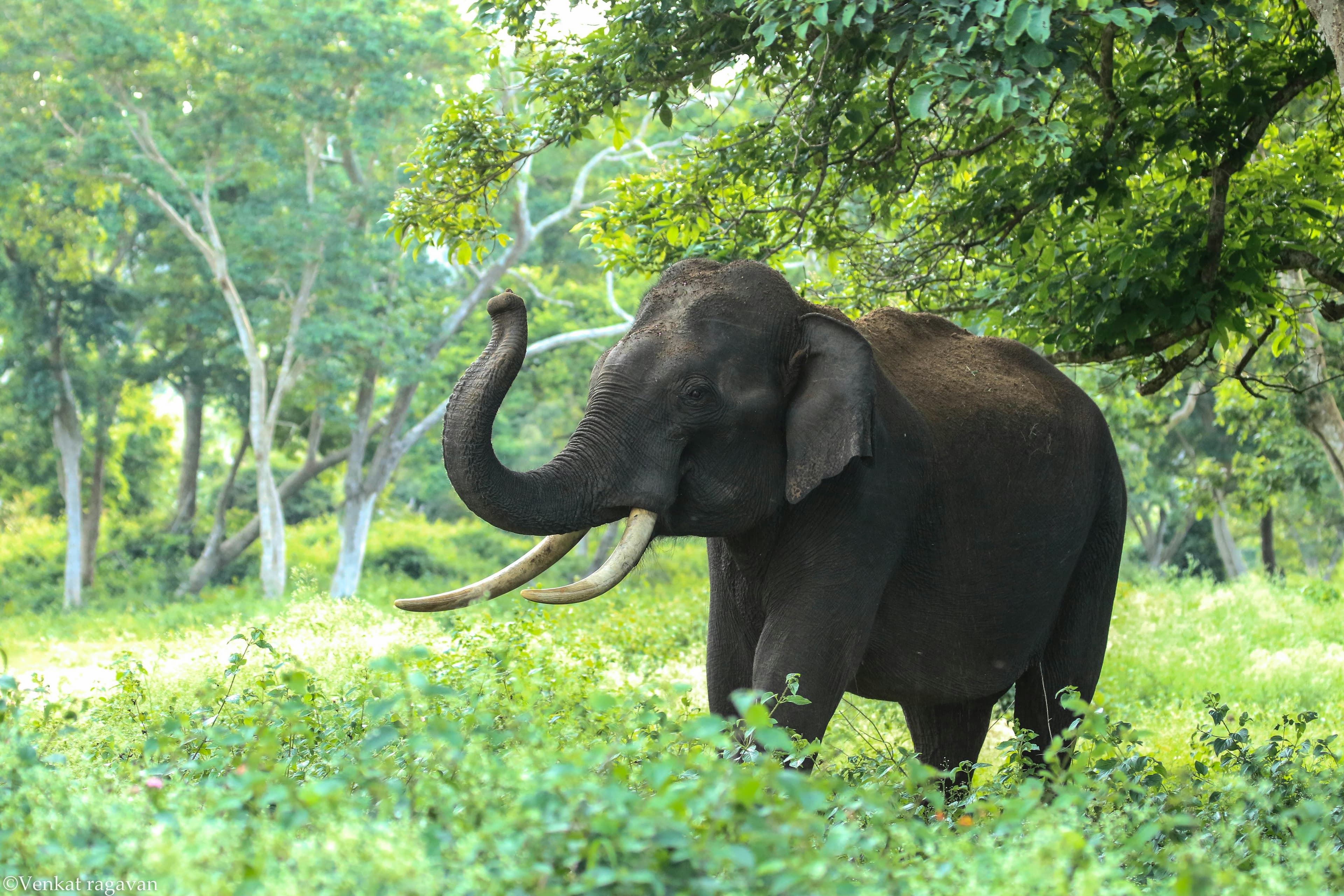 An elephant stands in a green forest, its trunk is raised and its tusks are visible.